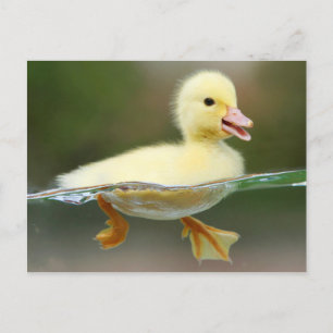 Niedlich Duck Chick Postkarte