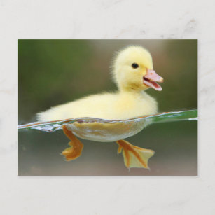 quadratische Postkarte Entenmutter mit vielen Küken 