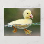 Niedlich Duck Chick Postkarte (Vorderseite)