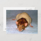 Niedlich Dumbo Rat Postcard Postkarte (Vorne/Hinten)