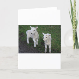 Niedlich Farm Ranch Baby Twins Sheep Lamm Dankeskarte