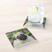 Niedlich Fawn Cologe Mops Welppy Dog Portrait Foto Glasuntersetzer (Schrägansicht)