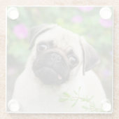 Niedlich Fawn Cologe Mops Welppy Dog Portrait Foto Glasuntersetzer (Rückseite)