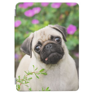Niedlich Fawn Colown Mops Puppy Dog Face Pet Foto  iPad Air Hülle