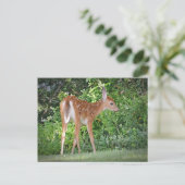 Niedlich Fawn Postkarte (Stehend Vorderseite)