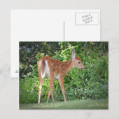 Niedlich Fawn Postkarte (Vorne/Hinten)