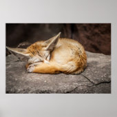 Niedlich Fennec Fox Poster (Vorne)