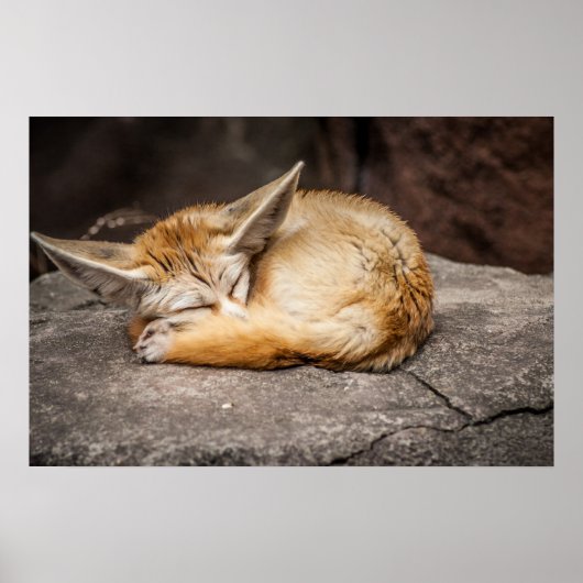 Niedlich Fennec Fox Poster (Vorne)