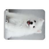 Niedlich fluffy Japanese Spitz Welppy Magnet (Horizontal)
