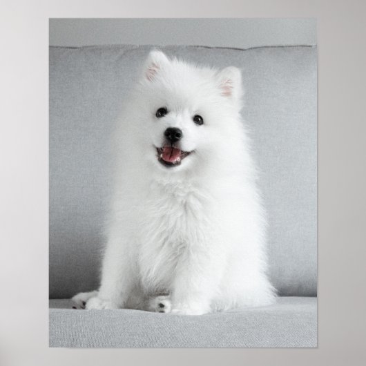 Niedlich fluffy Japanese Spitz Welppy Poster (Vorne)