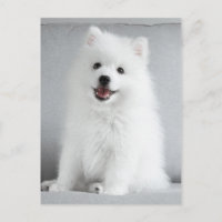 Niedlich fluffy Japanese Spitz Welppy
