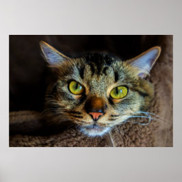 Niedlich Fluffy Tabby Cat Poster