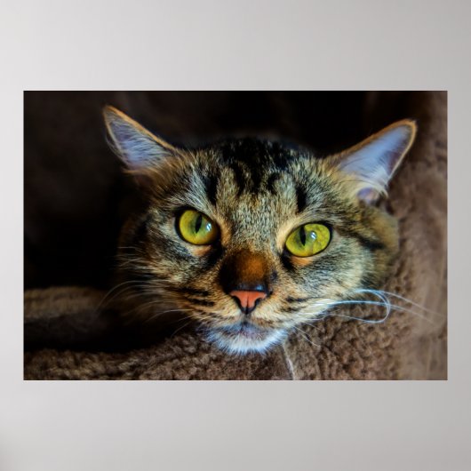 Niedlich Fluffy Tabby Cat Poster (Vorne)