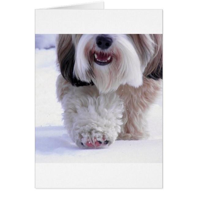 Niedlich Fluffy Tibetan Terrier Snow Paw (Vorne)
