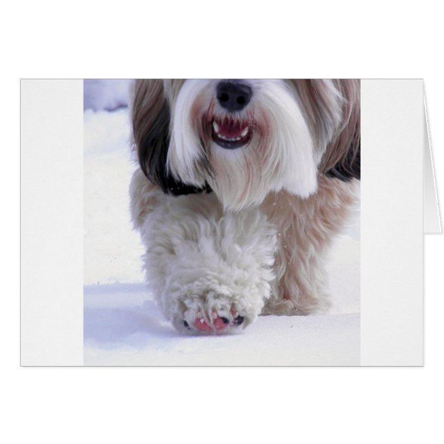 Niedlich Fluffy Tibetan Terrier Snow Paw (Vorderseite (Horizontal))