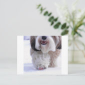 Niedlich Fluffy Tibetan Terrier Snow Paw Postkarte (Stehend Vorderseite)
