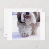 Niedlich Fluffy Tibetan Terrier Snow Paw Postkarte (Vorne/Hinten)