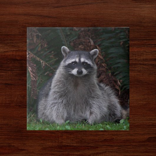 Niedlich Forest Raccoon Wildlife Foto Fliese