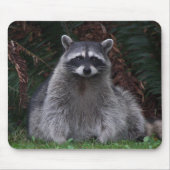 Niedlich Forest Raccoon Wildlife Foto Mousepad (Vorne)