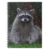 Niedlich Forest Raccoon Wildlife Foto Notizblock (Vorderseite)
