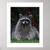 Niedlich Forest Raccoon Wildlife Fotografisch Poster (Vorne)