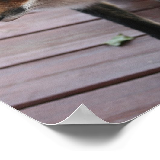 Niedlich Fox Foto Sprichwort Poster (Ecke)