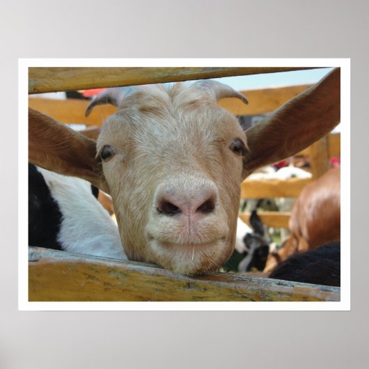 Niedlich Friendly Goat Poster (Vorne)