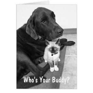 Niedlich Friends Labrador Kitten Foto Custom