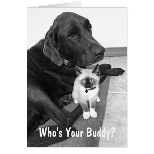 Niedlich Friends Labrador Kitten Foto Custom (Vorne)