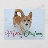 Niedlich frohe Weihnachts-Corgi mit Schwanz im Sch Postkarte (Vorderseite)