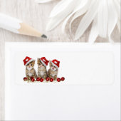 Niedlich frohe Weihnachtskätzchen (Insitu)