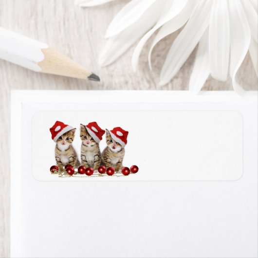 Niedlich frohe Weihnachtskätzchen (Insitu)