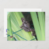 Niedlich Frosch DIY Postkarte (Vorne/Hinten)