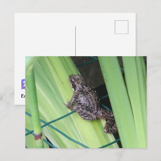 Niedlich Frosch DIY Postkarte (Vorne/Hinten)