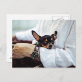Niedlich & Funny Chihuahua Postkarte (Vorne/Hinten)