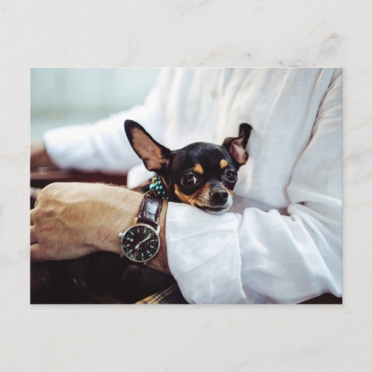 Niedlich & Funny Chihuahua Postkarte (Vorderseite)