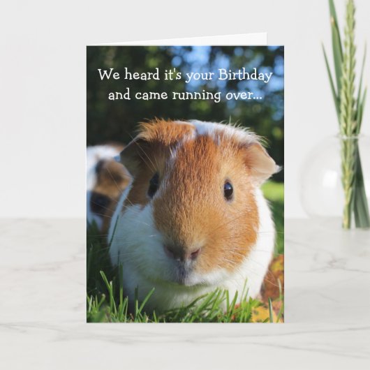 Niedlich Funny Guinea Pig Geburtstag Karte (Vorderseite)