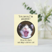 Niedlich Funny Kitten Foto Adoptierte eine Shelter Postkarte (Stehend Vorderseite)