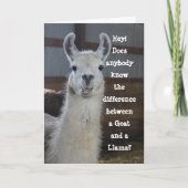 Niedlich Funny Llama Spaß Geburtstag Karte (Vorderseite)