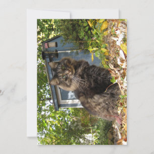 Niedlich Funny Maine Coon Kitty Cat