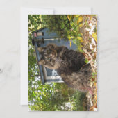 Niedlich Funny Maine Coon Kitty Cat (Vorderseite)