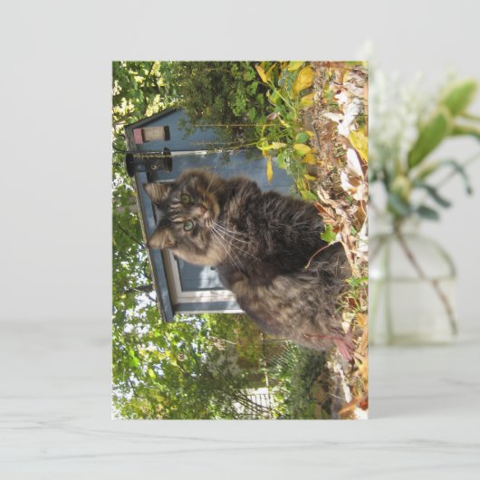 Niedlich Funny Maine Coon Kitty Cat (Stehend Vorderseite)