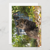 Niedlich Funny Maine Coon Kitty Cat (Vorne/Hinten)