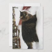 Niedlich Funny Maine Coon Kitty Cat Cold Toes (Vorderseite)