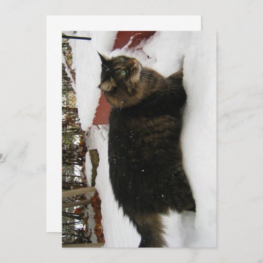 Niedlich Funny Maine Coon Kitty Cat Cold Toes (Vorne/Hinten)