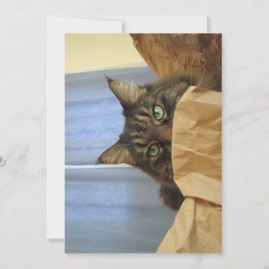 Niedlich Funny Maine Coon Kitty Ich bin nicht hier (Vorderseite)