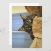 Niedlich Funny Maine Coon Kitty Ich bin nicht hier (Vorne/Hinten)