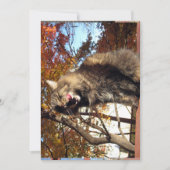 Niedlich Funny Maine Coon Kitty Köstlich (Vorderseite)