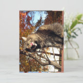 Niedlich Funny Maine Coon Kitty Köstlich (Stehend Vorderseite)