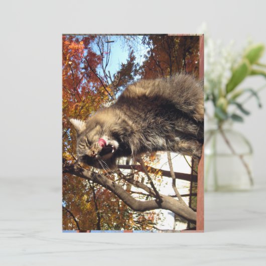 Niedlich Funny Maine Coon Kitty Köstlich (Stehend Vorderseite)